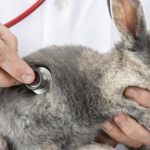 Malattie comuni dei conigli: sintomi, cure e prevenzione