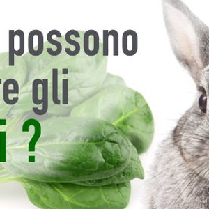 I conigli possono mangiare gli spinaci?