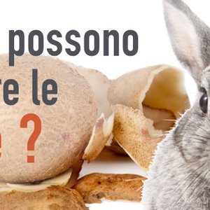 I conigli possono mangiare le patate?