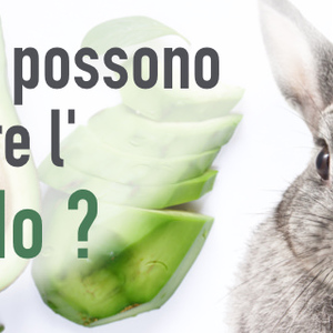 I conigli possono mangiare l'avocado?