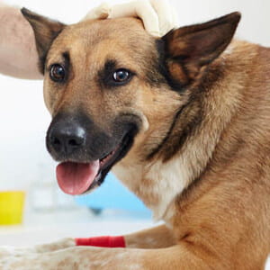 Vermi intestinali del cane: cosa fare (la guida veterinaria)