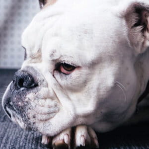 Tenia nel cane: i migliori rimedi casalinghi (provati)
