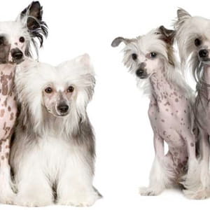 10 Razze di Cani senza pelo: conosci le loro caratteristiche e curiosità
