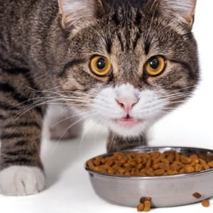 Cereali e carboidrati per i gatti: tutto quello che devi sapere