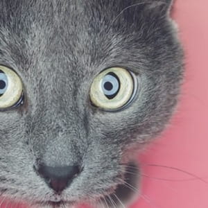 Le razze di gatto grigio più favolose e le loro caratteristiche