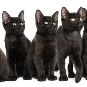 Gatti neri: le 17 razze più affascinati e misteriose