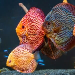 Pesce Discus: guida completa per la cura del re dell'acquario