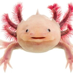 Guida per la cura degli Axolotl: installazione dell'acquario, alimentazione, vita media e tanto altro!