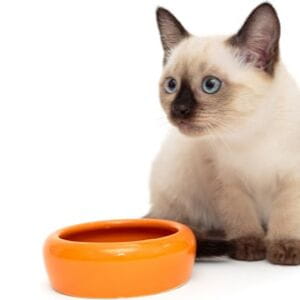 Come pulire (e disinfettare) la ciotola per il cibo del gatto