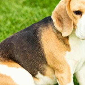 Ghiandole perianali nel cane: rimedi naturali approvati dal veterinario
