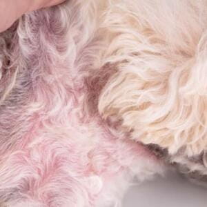 Infezioni fungine nei cani: trattamenti naturali (approvati dal veterinario)