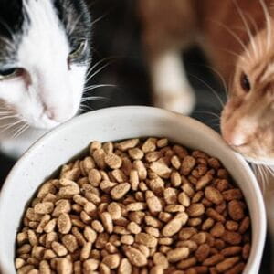 Quanto e cosa deve mangiare un gatto per stare bene?