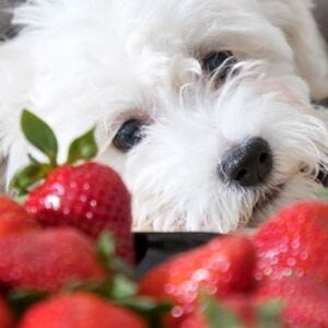 I cani possono mangiare le fragole?