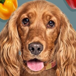 Peperoni per cani: guida completa su varietà, quantità e benefici