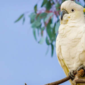 Cacatua: i pappagalli più affettivi del pianeta
