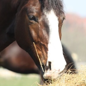 Come cambiare in maniera salutare il nutrimento del tuo cavallo