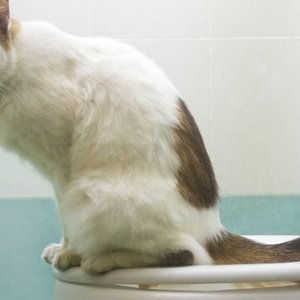 Perché il mio gatto non usa la sua lettiera?