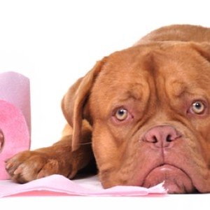La Diarrea nei Cani: Cause, diagnosi & Cura della diarrea