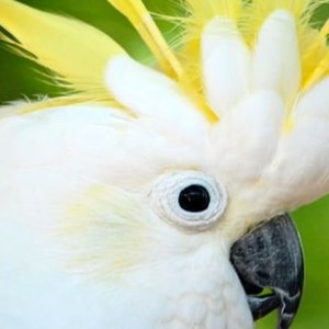 I pappagalli e lo stress: Cause, sintomi e Soluzioni