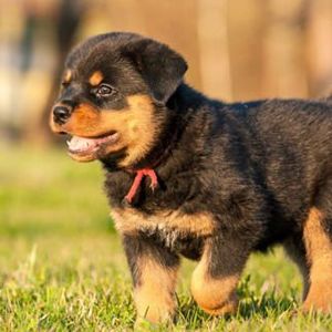 Le 5 caratteristiche comuni della personalità del Rottweiler