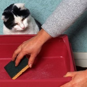 Le cause comuni del perché un gatto rifiuta la lettiera