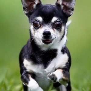 5 caratteristiche comuni della personalità del Chihuahua