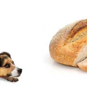 I cani possono mangiare il pane? Tutto quello che c'è da sapere
