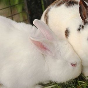 Il modo giusto di pulire le conigliere