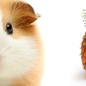 I porcellini d'india possono mangiare l'ananas?