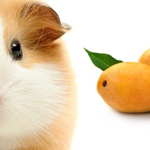 I porcellini d'india possono mangiare il mango?