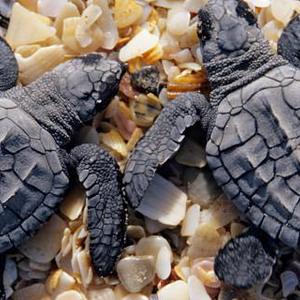 Cosa mangiano i cuccioli di tartaruga?
