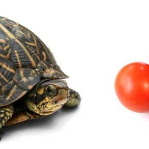 Le tartarughe possono mangiare i pomodori?