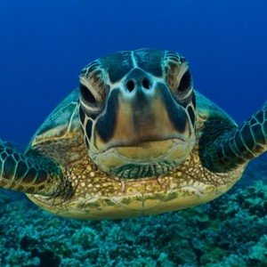 Le tartarughe possono sentire gli odori sott'acqua e sulla terraferma?
