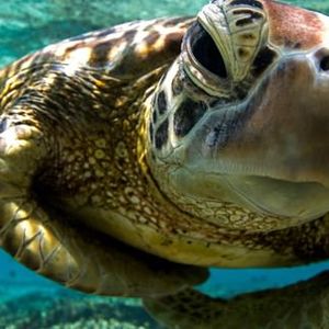 Quanto tempo possono vivere le tartarughe?