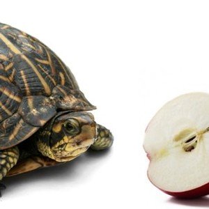 Le tartarughe possono mangiare le mele?