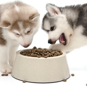 Allergie e intolleranze alimentari nei cuccioli di cane: Cause e rimedi