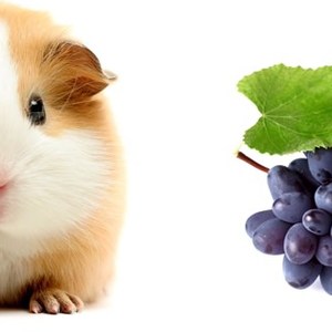 I porcellini d'India possono mangiare l'uva?