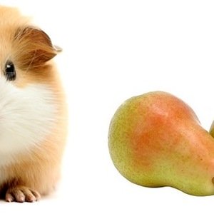 I porcellini d’india possono mangiare le pere?