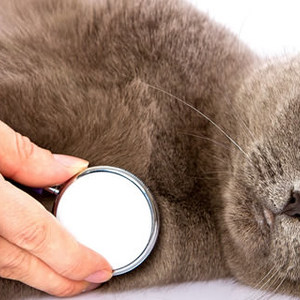 Gravidanza dei Gatti: Calendario delle Settimane di Gestazione