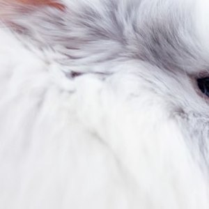 Perdita di pelo nei conigli: le cause e i trattamenti
