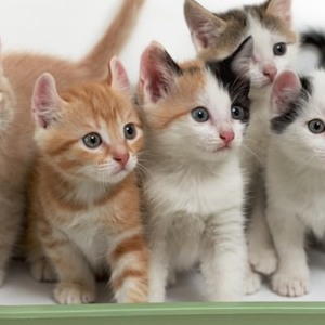 La lettiera per gatti può causare delle reazioni allergiche negli esseri umani?