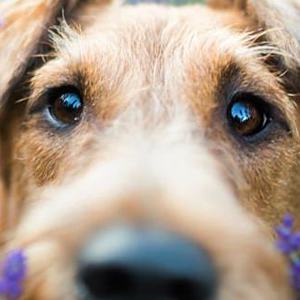I cinque migliori oli essenziali per le allergie canine
