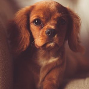 Vermi nel cane: 10 ottimi rimedi casalinghi contro i vermi intestinali