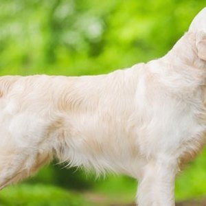 Riconoscere la presenza di palle di pelo nello stomaco dei cani