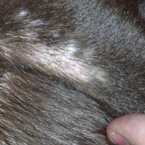 Cinque cause comuni dell’alopecia canina
