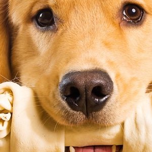 Il pi&ugrave; pericoloso osso da masticare? quello di pelle!
