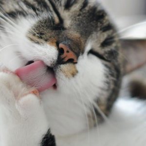 Vomito nei Gatti: cause, trattamenti e quando preoccuparsi