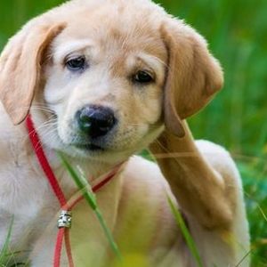I principali passi per prevenire le pulci nei cani