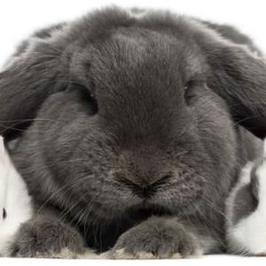 Come Prendersi Cura di un Coniglio Ariete