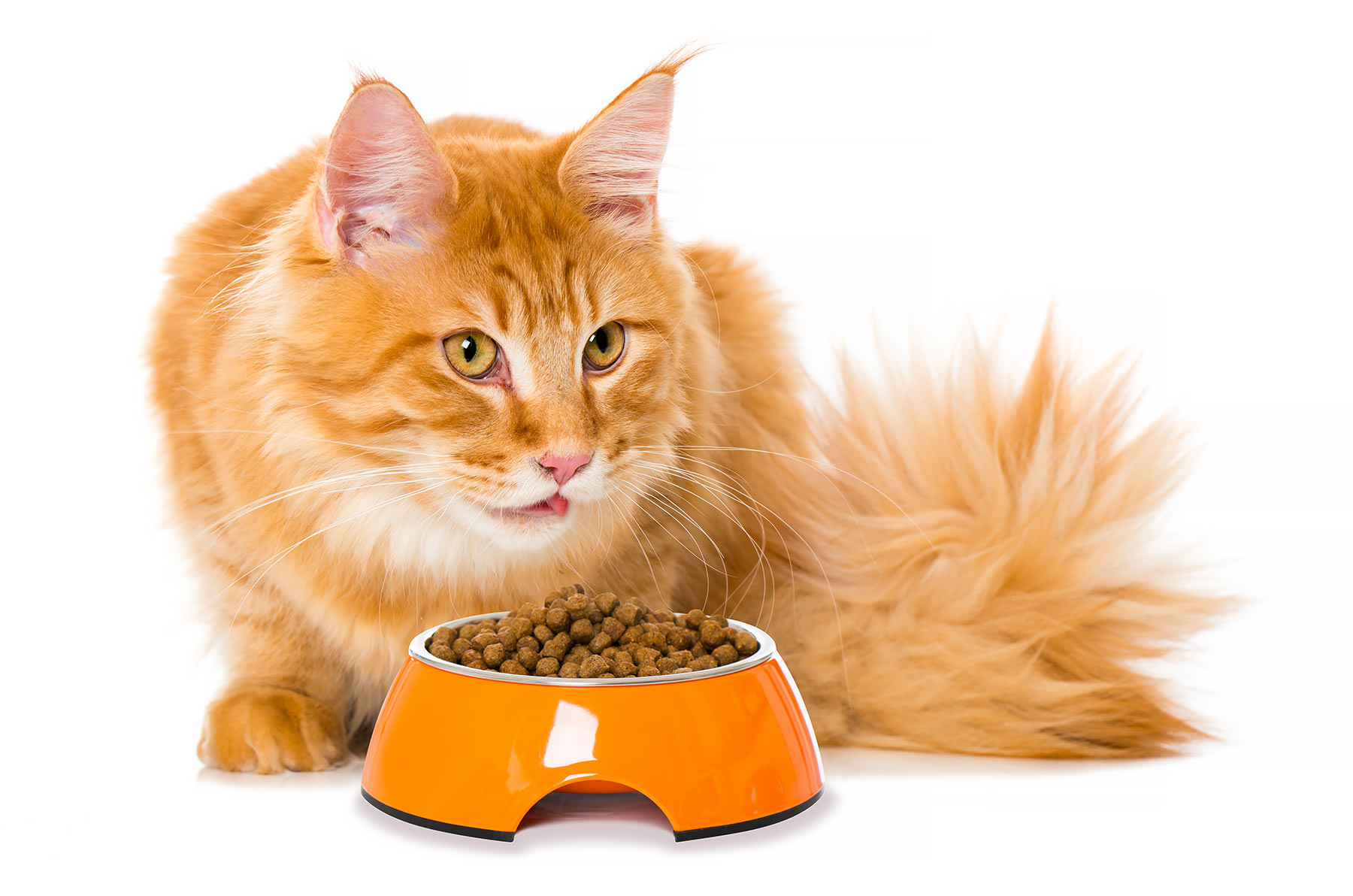Gatto che mangia crocchette